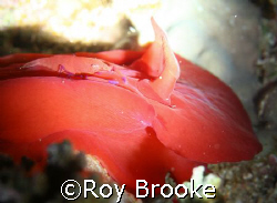 Beautiful (rare) Emperor Shrimp on a Spanish Dancer - 15m... by Roy Brooke 